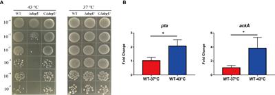 The DegU Orphan Response Regulator Contributes to Heat Stress Resistance in Listeria monocytogenes